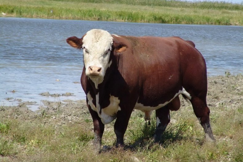 Корова породы Казахская белоголовая