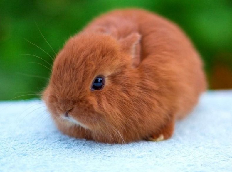 Лисьий карликовый кролик