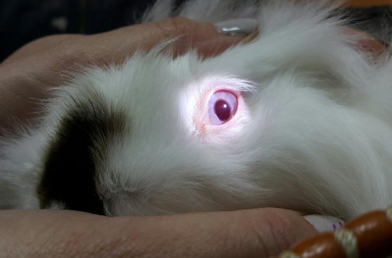 Осмотр глаз у кролика