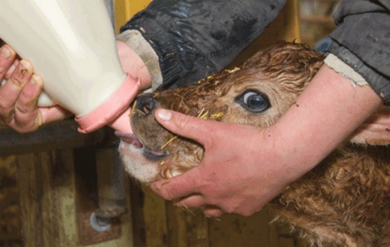Выпаивание теленка витамином