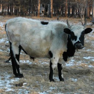 Якутская мини-корова