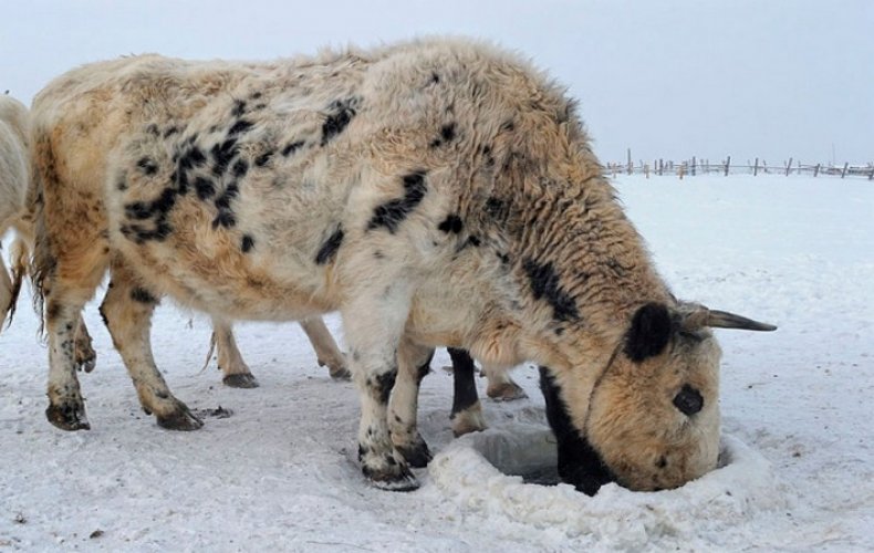 Якутская мини-корова