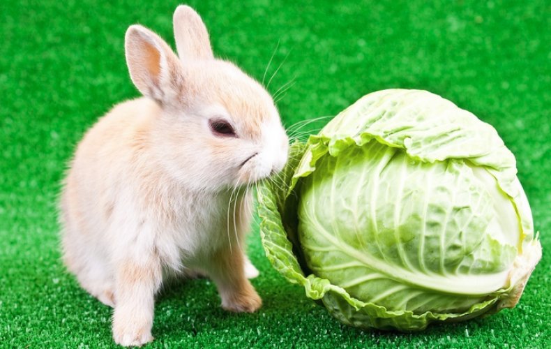 Кролик кушает капусту