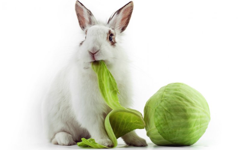 Кролик кушает капусту