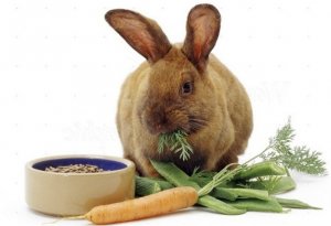 Витамины для кроликов