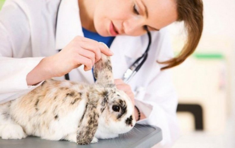Подготовка кролика к прививке
