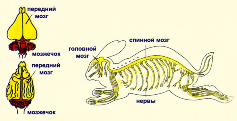 Нервная система кроликов