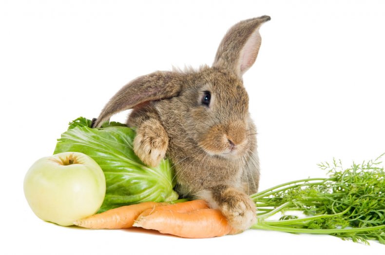 Сбалансированное питание для кролика