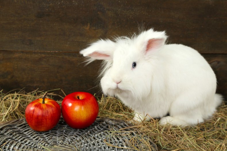 Декоративный кролик кушает фрукты
