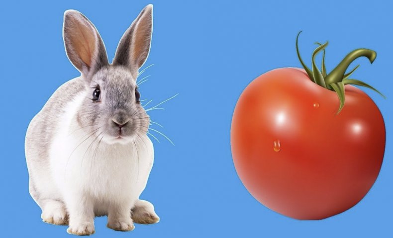 Кролик и томат