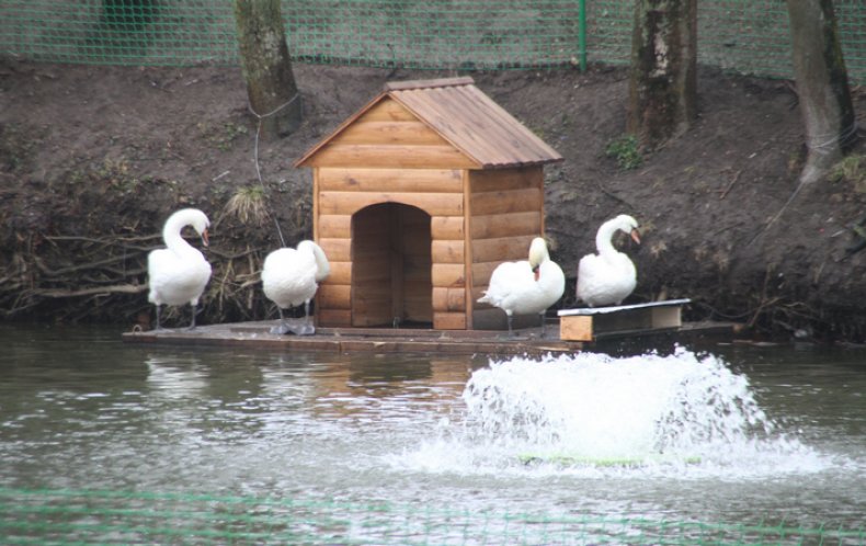 Лебеди на водоеме зимой