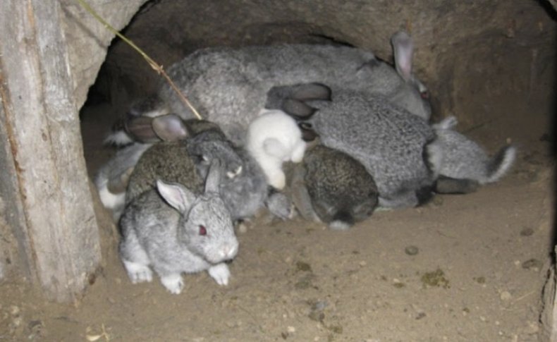 Ямное разведение кроликов