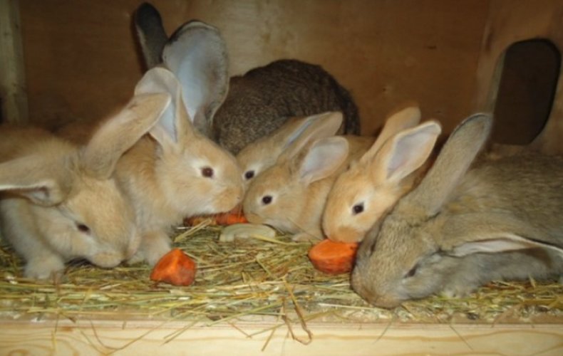 Кролики голден ризен кушают