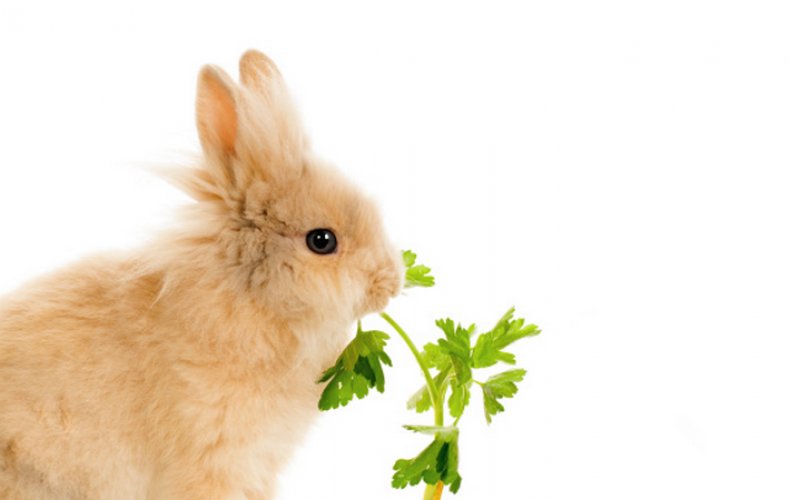 Кролик кушает петрушку