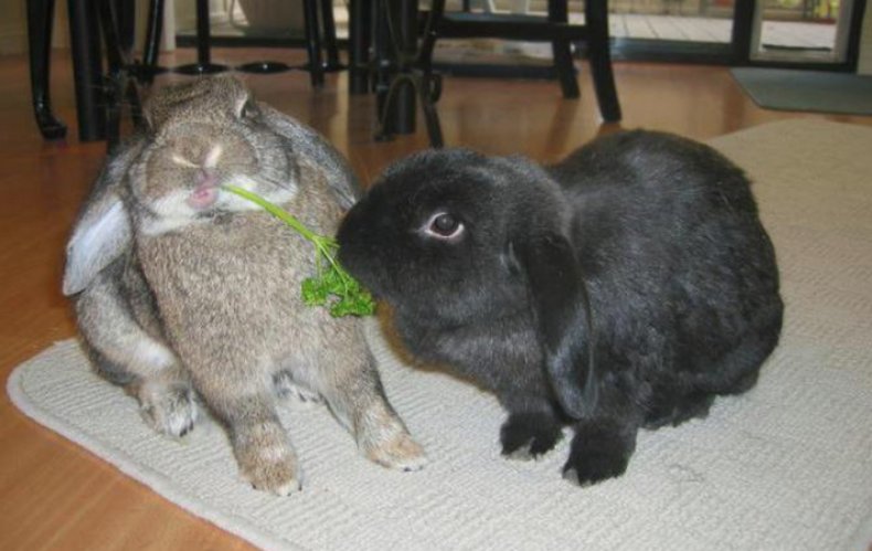 Кролики кушают петрушку