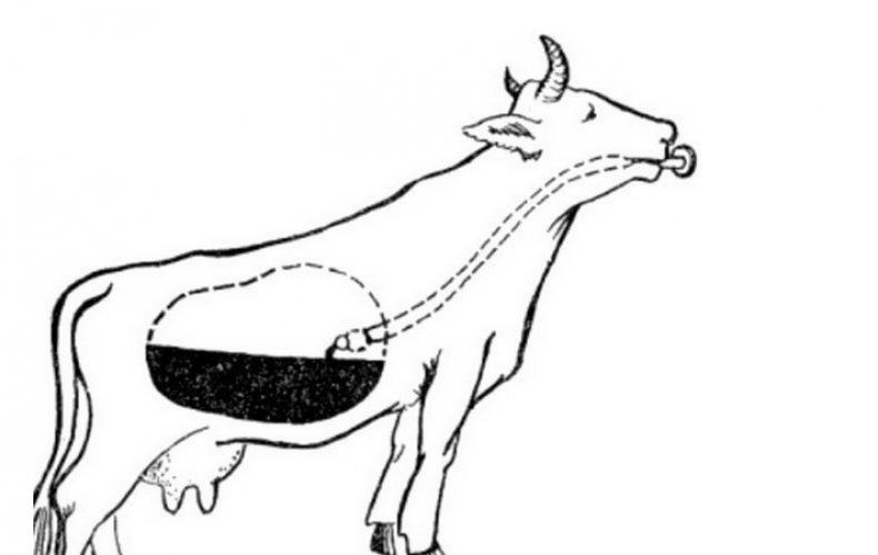 Промывка желудка коровы