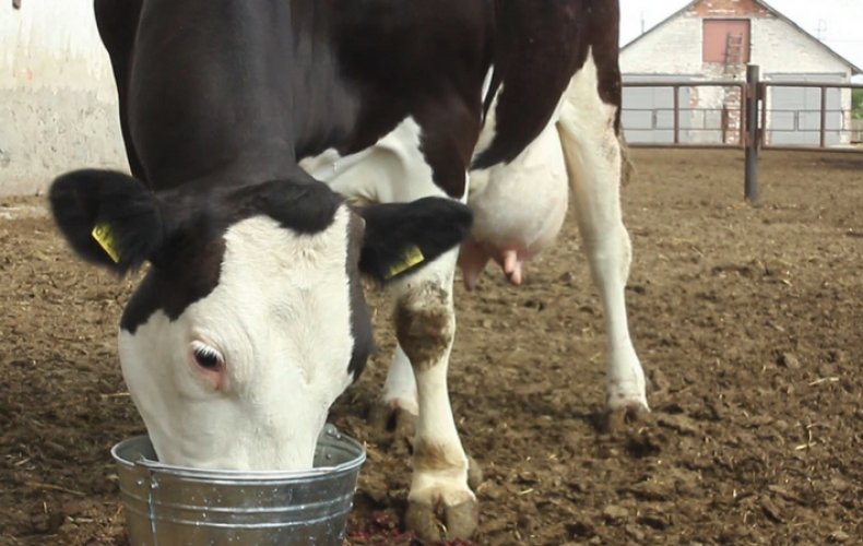 Выпаивание коровы от переедания