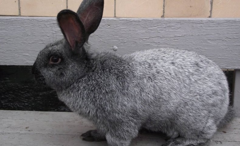 Кролик породы Серебристый