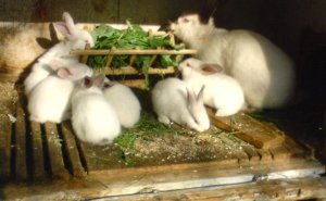 Кролики едят одуванчики