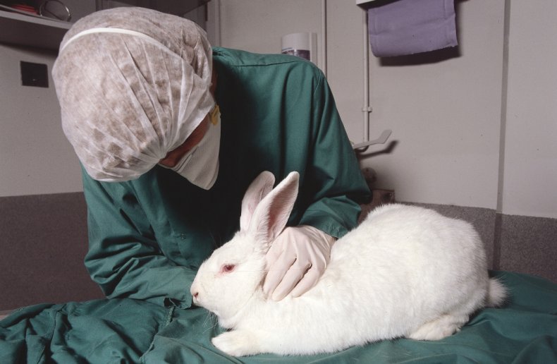 Ветеринар осматривает кролика
