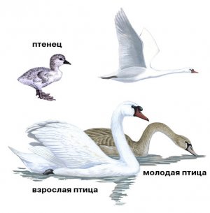 Лебеди: этапы взросления
