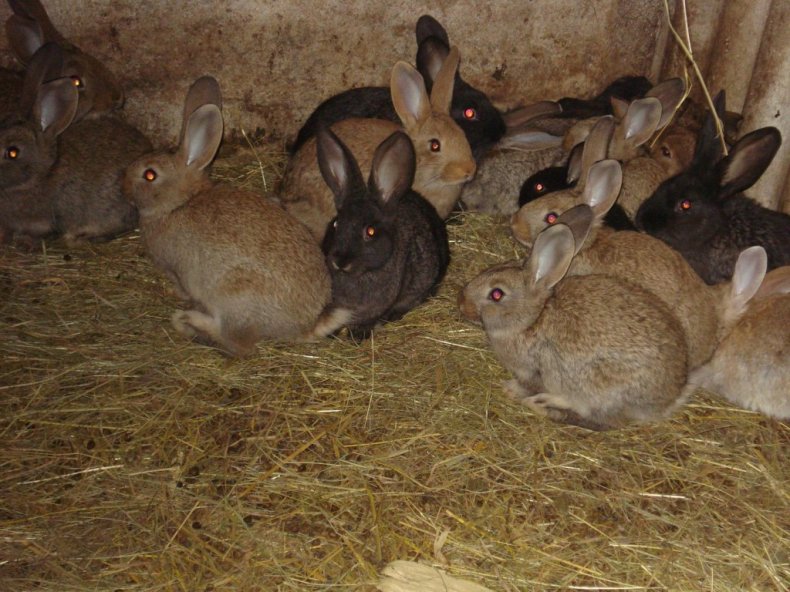 Кролики в возрасте 60–90 дней