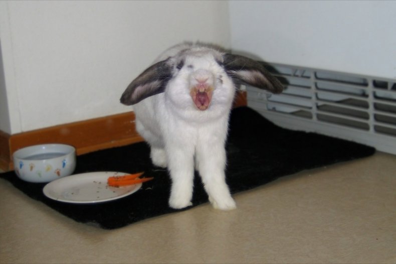 Кролик отказывается от еды