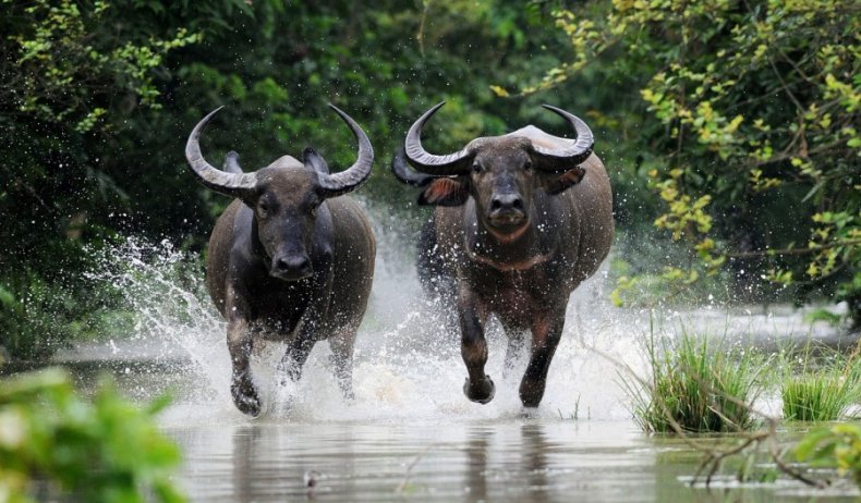 Азиатские (индийские) буйволы