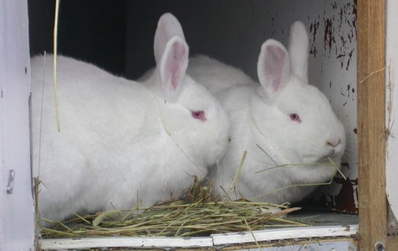 Кролики новозеландские белые