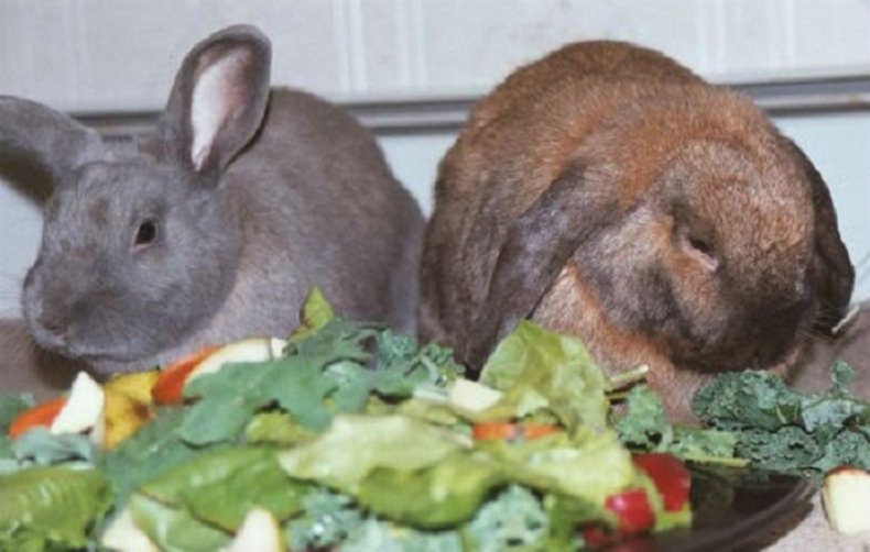 Кролики кушают