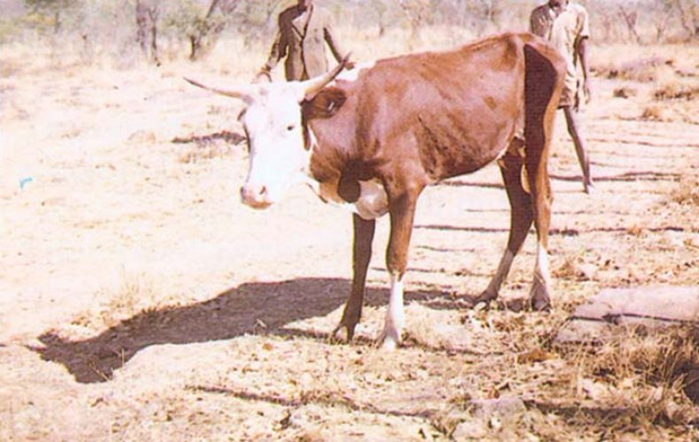 Анаплазмоз у коровы