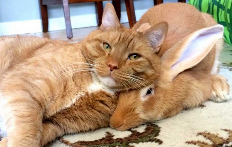 Кошка и кролик
