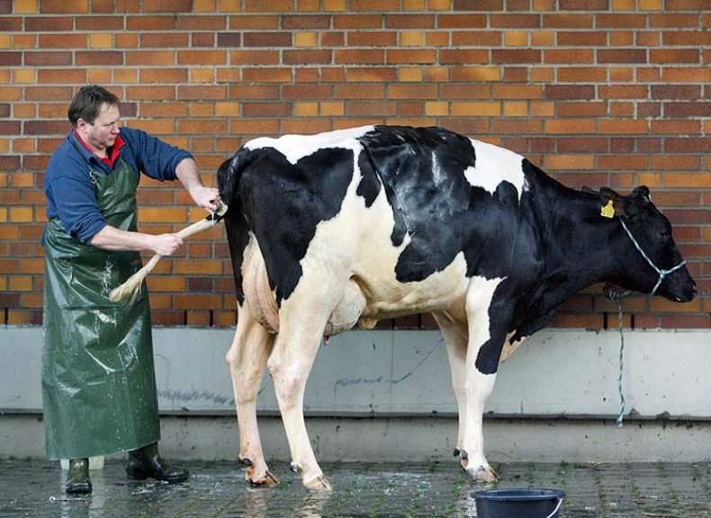 Уход за чистотой коровы