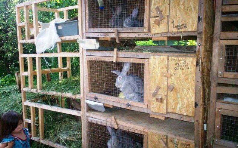 Уличная клетка для кроликов