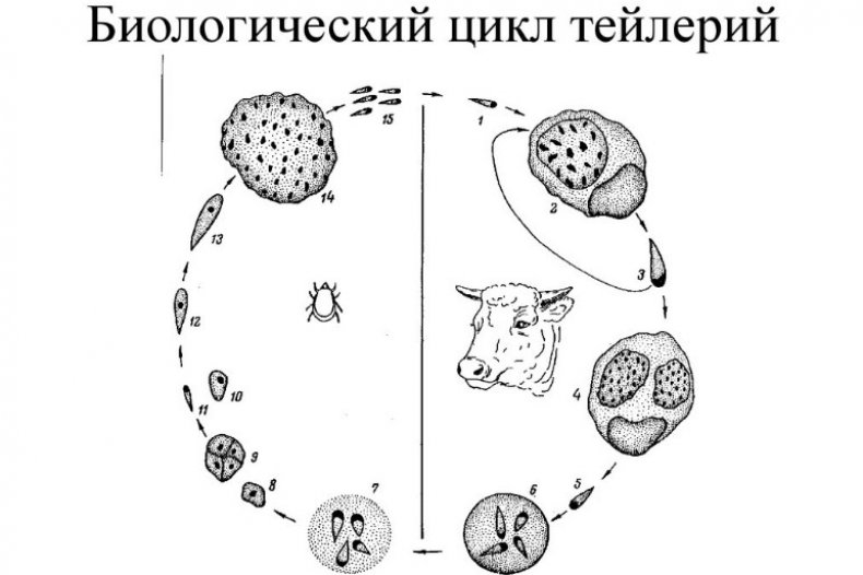 Биологический цикл