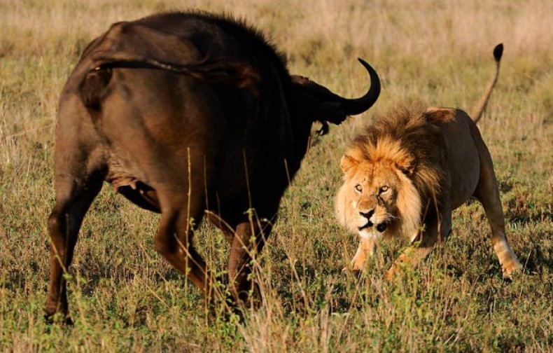 Африканский буйвол и лев