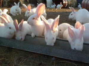 Разведение кроликов в промышленных масштабах