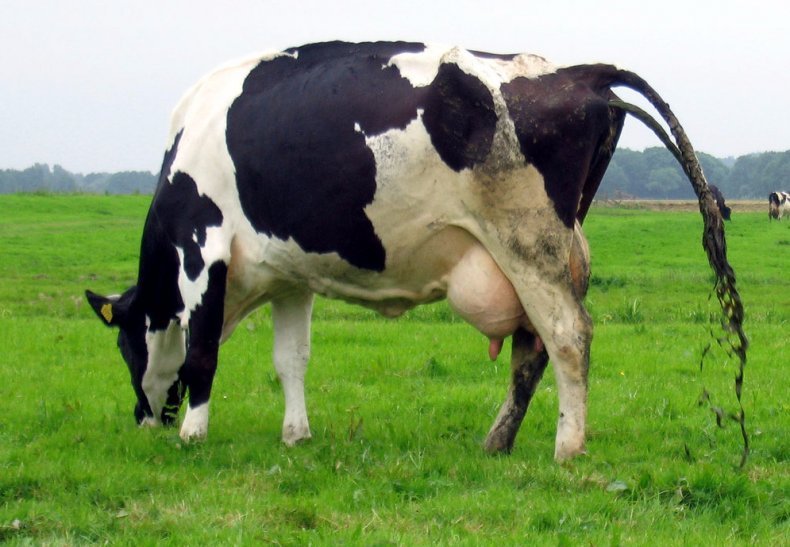Цистицеркоз у коровы