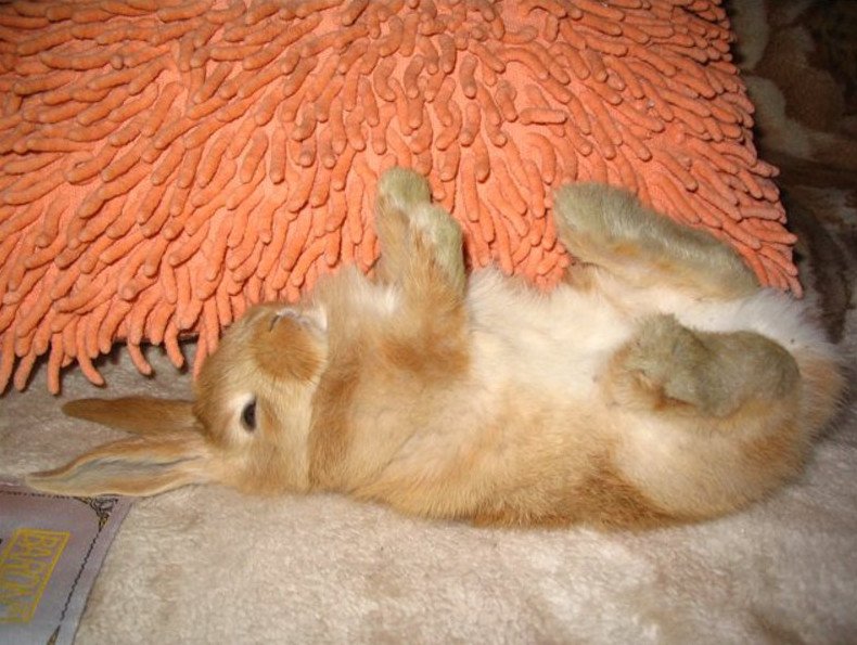 Реабилитация кролика