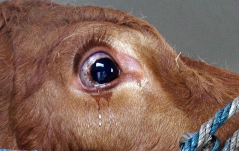 Слезятся глаза у коровы