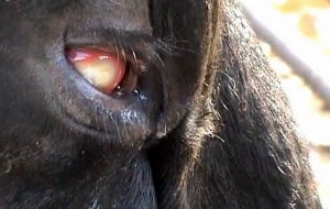 Красные глаза у коровы