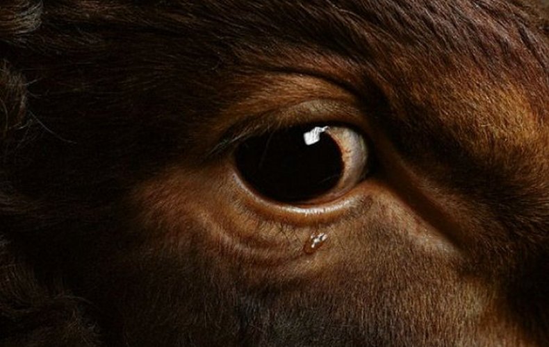 Коровьи глаза