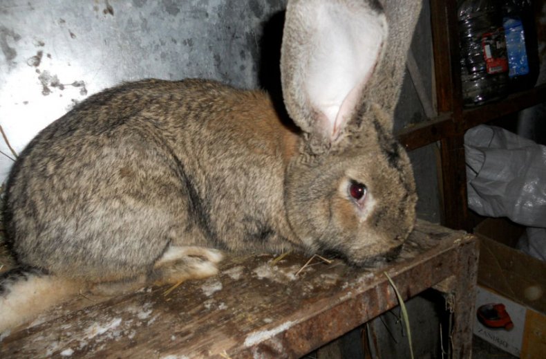 Кролик породы фландр