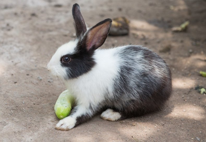 Можно ли давать кроликам огурцы