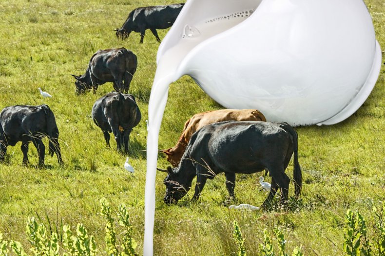 Что содержится в молоке коровы