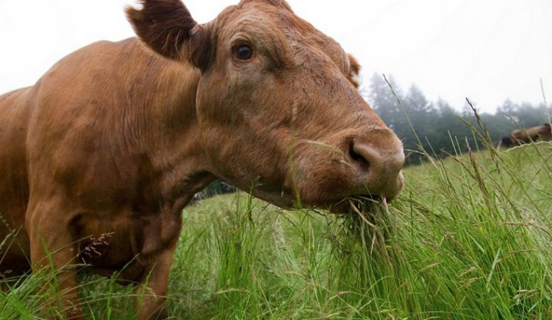 Корова кушает траву