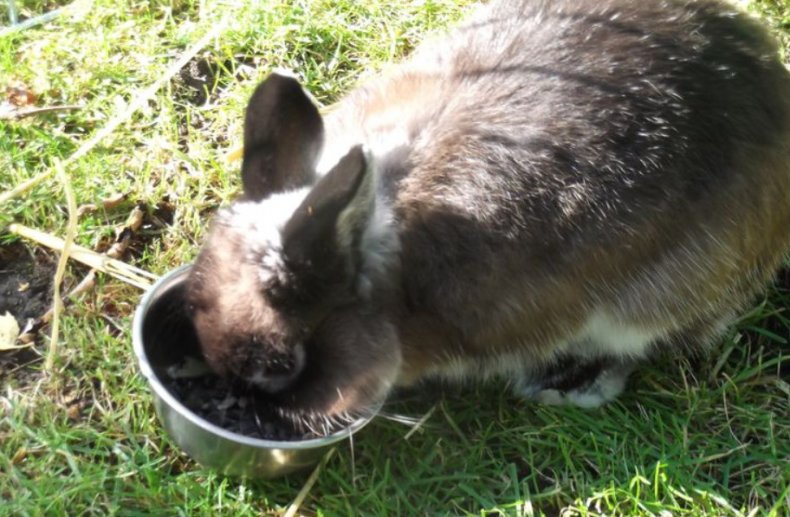 Кролик ест семечки