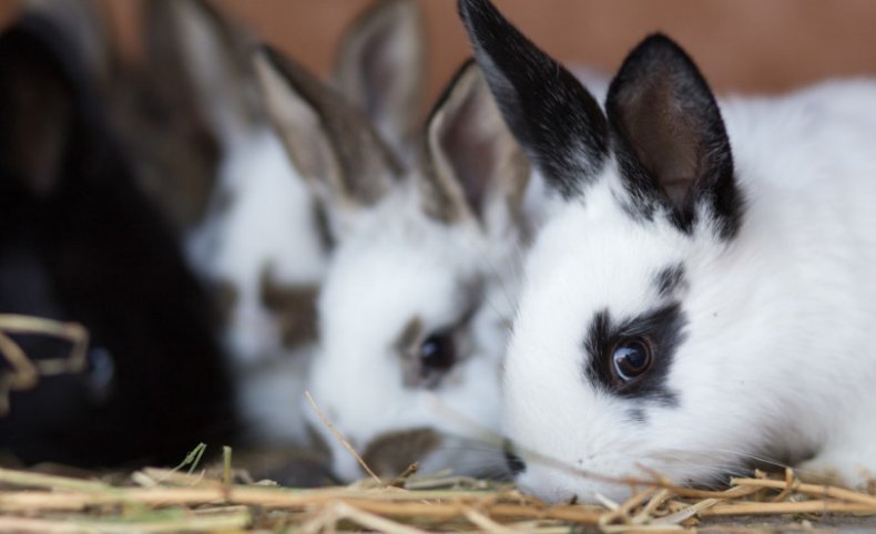 Кролики едят солому