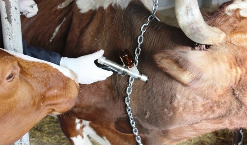 Инъекции Ивомека, как метод профилактики чесотки у коров