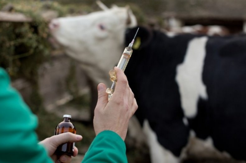 Антибиотики для коров